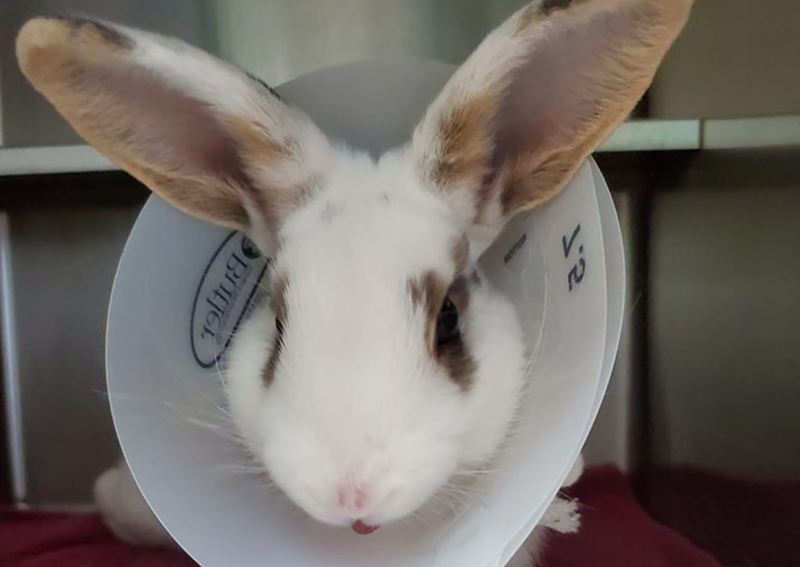 Carousel Slide 4: Bunny Veterinary Care, Auburn